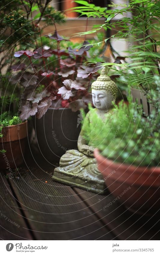 patio Plant Bushes Leaf Foliage plant Pot plant Terrace Natural Religion and faith Buddha Decoration Sculpture Colour photo Exterior shot Deserted Day