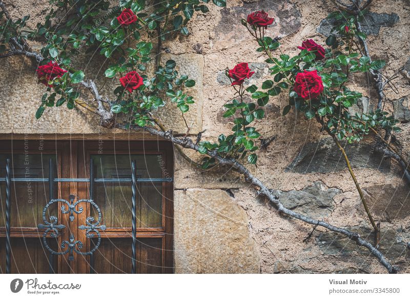 Old window with climbing roses House (Residential Structure) Nature Plant Flower Rose Park Village Town Architecture Facade Natural Green Red architectonic