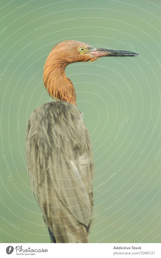 Amazing fixed heron with black beak looking away bird species nature fauna feather plumage environment natural wild water animal elegant great wing exotic
