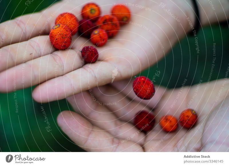 Person showing at camera red berries in palm in garden fresh berry food fruit nature hand agriculture plant ingredient juicy sweet organic ripe farm green