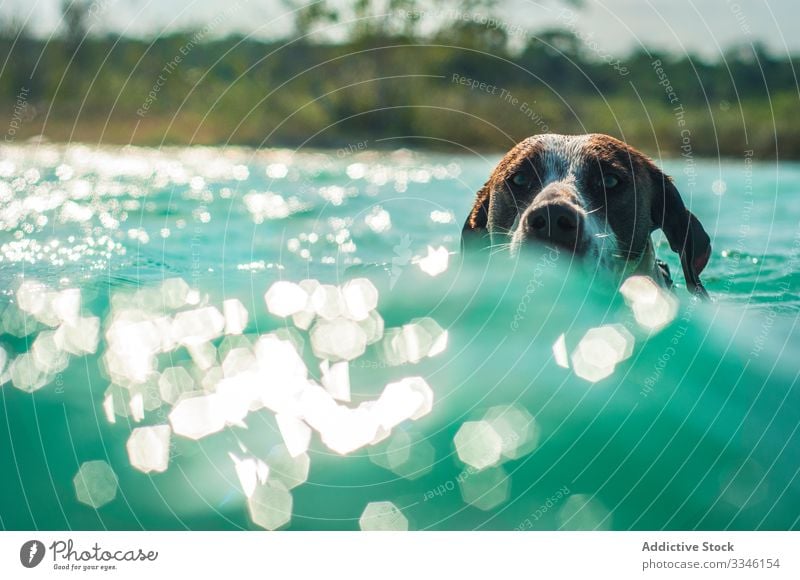 Dog swimming in turquoise water in sunlight dog ocean sunny cute vacation splash canine animal pet adventure action friend tropical lagoon recreation underwater