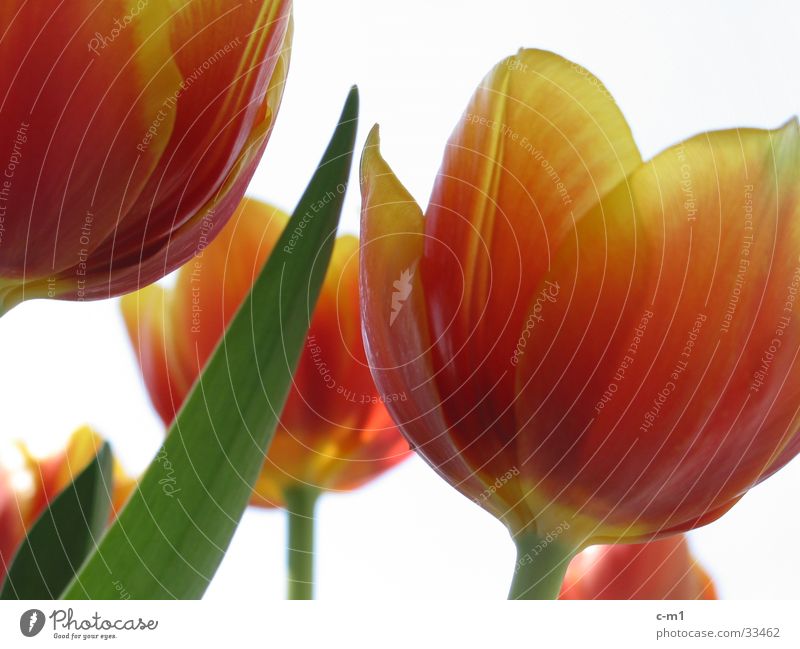 tulips Tulip Fresh Spring Flower Blossom