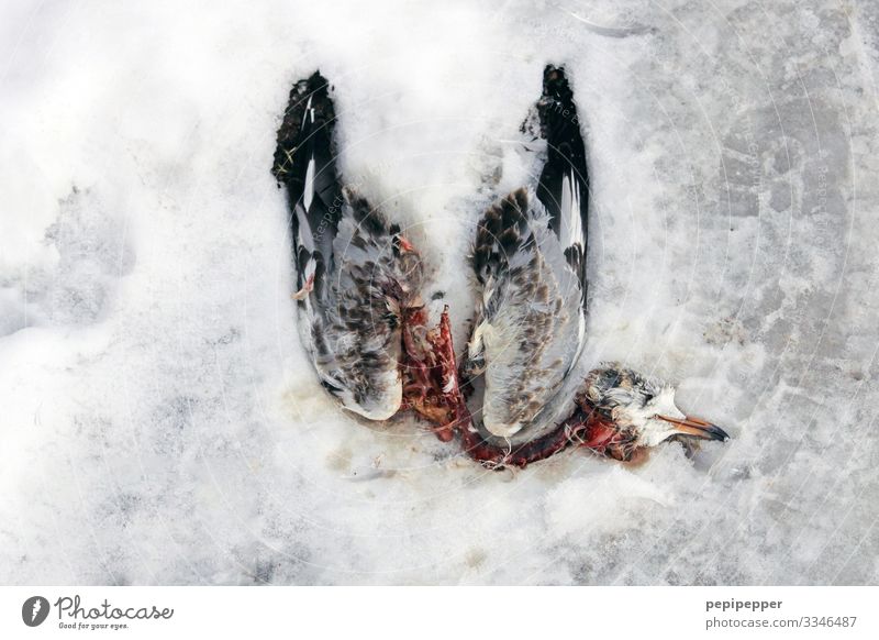 dead pigeon Winter Climate Bad weather Ice Frost Snow Park Animal Wild animal Dead animal Bird Pigeon 1 Old Freeze To dry up Creepy Emotions Compassion Grief