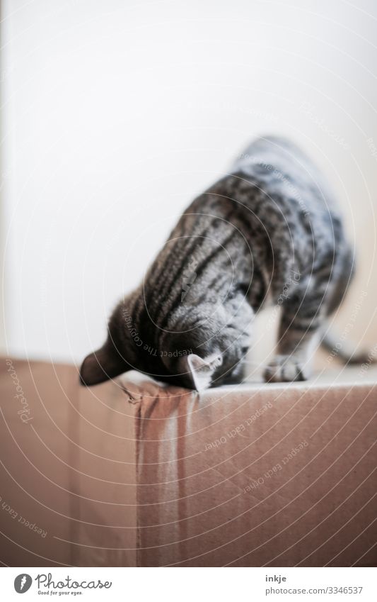 Cardboard and cat child Colour photo Copy Space Cat Domestic cat Kitten Tiger skin pattern Crouch Curiosity Looking Bright background Above Playing Cute Gray