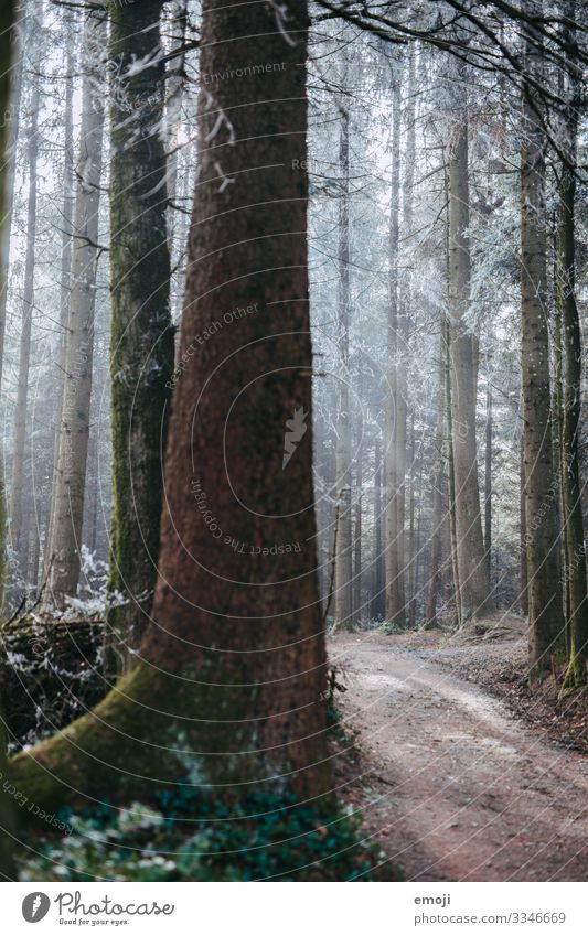 Frost Forest Environment Nature Landscape Plant Winter Tree Cold White Colour photo Subdued colour Exterior shot Deserted Day Shallow depth of field Mystic