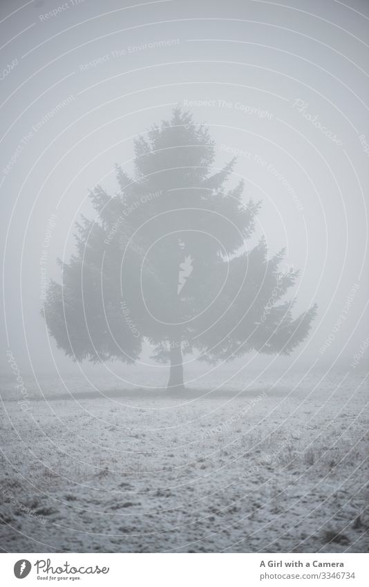 Lonely tree in the snow and fog landscape Snow Tree Cold Winter Landscape Ice Exterior shot Deserted Snowscape White Nature Copy Space bottom Environment