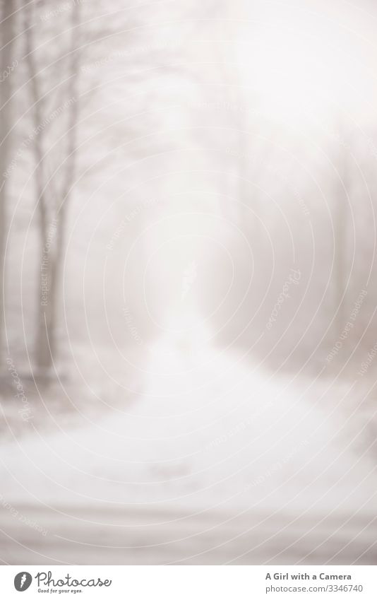 This image shows a snowy path leading through a forest in winter time - the image is out of focus white winter mood trees forest path blur Exterior shot
