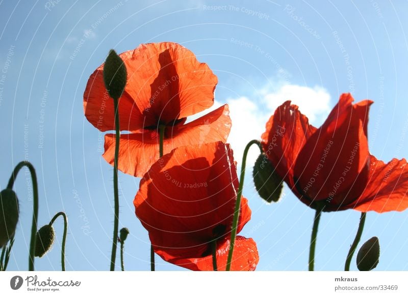 red poppy Flower Poppy mohs blossom Bud Sky