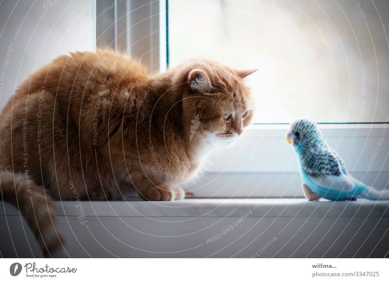 Cat hypnotizes a budgie Window Pet Budgerigar Observe Sit Hypnotic Hypnotize Looking