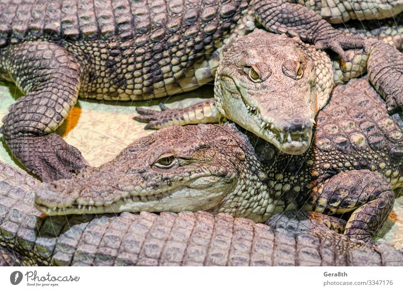 several alligator crocodiles close up Exotic Skin Mouth Teeth Nature Animal Leather Wild Green Dangerous Colour Alligator background big carnivorous