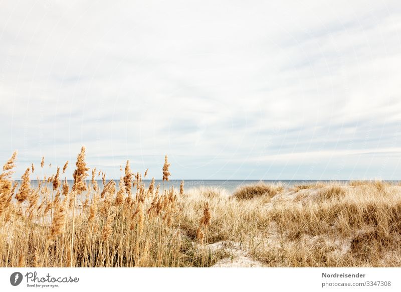 Baltic Sea on Öland Nature Landscape Water Sky Clouds Spring Summer Beautiful weather Grass Beach North Sea Ocean Island Vacation & Travel Friendliness Bright