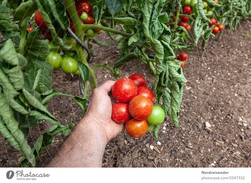 tomato harvest Food Vegetable Fruit Nutrition Organic produce Vegetarian diet Fasting Italian Food Garden Work and employment Agriculture Forestry Human being