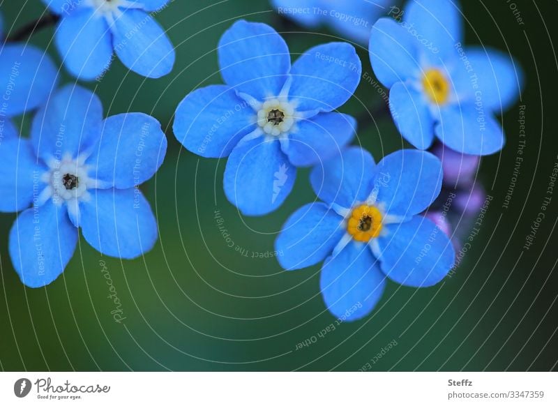 several blue flowering forget-me-not flowers Forget-me-not Blue blue flowers Myosotis delicate blossoms blue petals tender flowers blue blossoms spring flowers