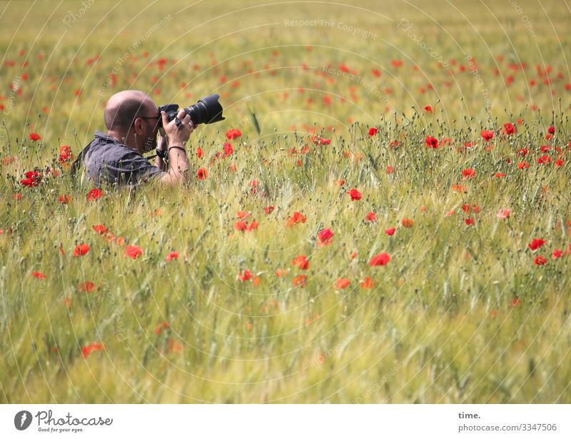 The Poppy Hunter poppies Take a photo Meadow Grass Man Photographer Concentrate devotion Passion Sit Crouch Sunlight Summer observantly Agriculture Field Red