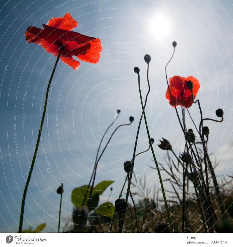 14 poppies, 2 blossoms, 1 sun, bushes of grass also and mighty back light before much sky Poppy Poppy blossom Field Meadow Back-light Sun wax Perspective Plant