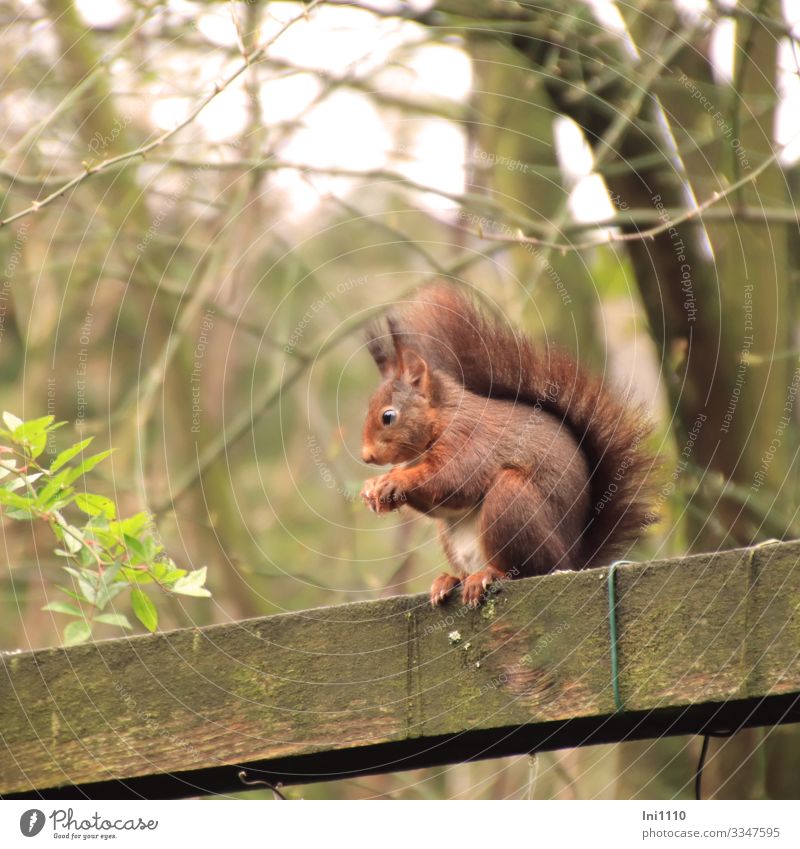 Eye contact with eating squirrel sitting on pergola Joy Nature Animal Winter Garden Wild animal Animal face Squirrel 1 Wood Observe To feed Sit Brown Gray Green