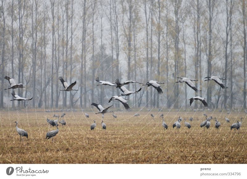 crane time Environment Nature Landscape Animal Autumn Weather Bad weather Field Wild animal Bird Group of animals Blue Gray Crane Flying Floating Colour photo