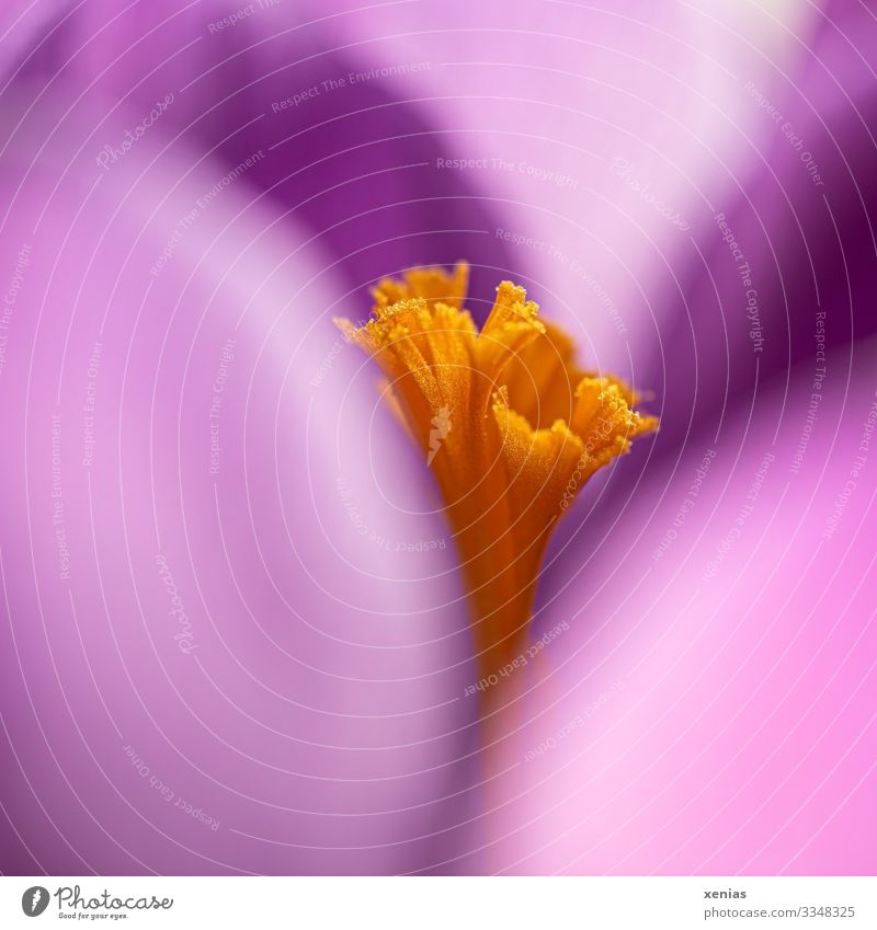 Macro shot of a violet crocus with orange stamp in focus Garden Nature Spring Plant Blossom Crocus Blossom leave Stamp Pollen Blossoming Small Violet Orange