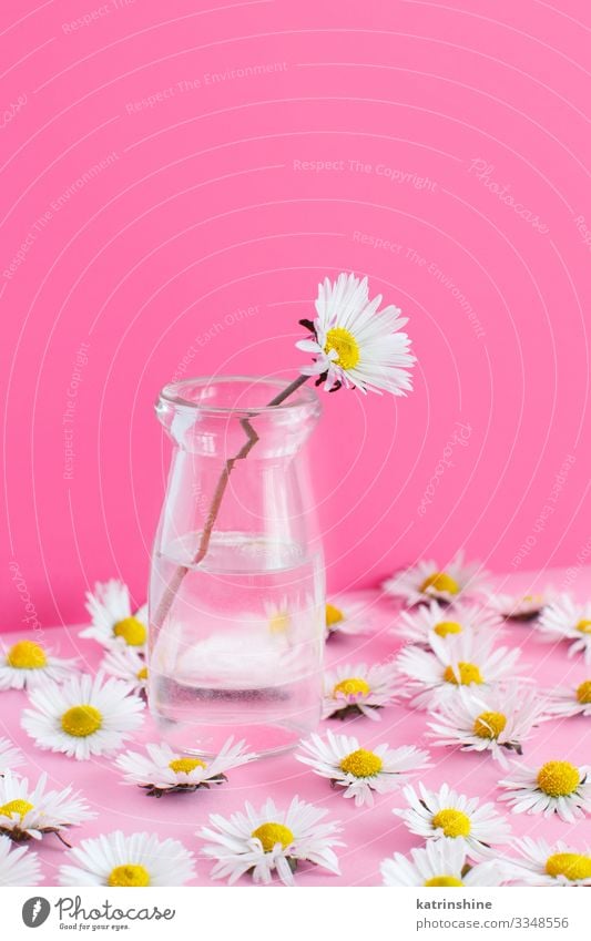 Spring composition with daisies on a light pink background Design Decoration Wedding Woman Adults Mother Flower Pink White Creativity daisy jar water Text Word