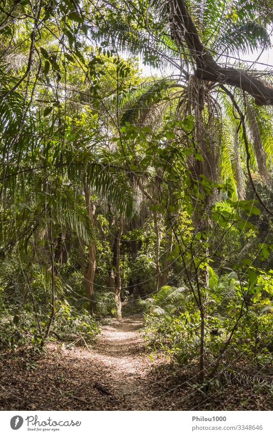 Tropical Jungle Rainforest Footpath Landscape Photo Photograph Rain Forest  Stream Water Rocks Lush Foliage Tree Canopy Green Leaves Branches Moss