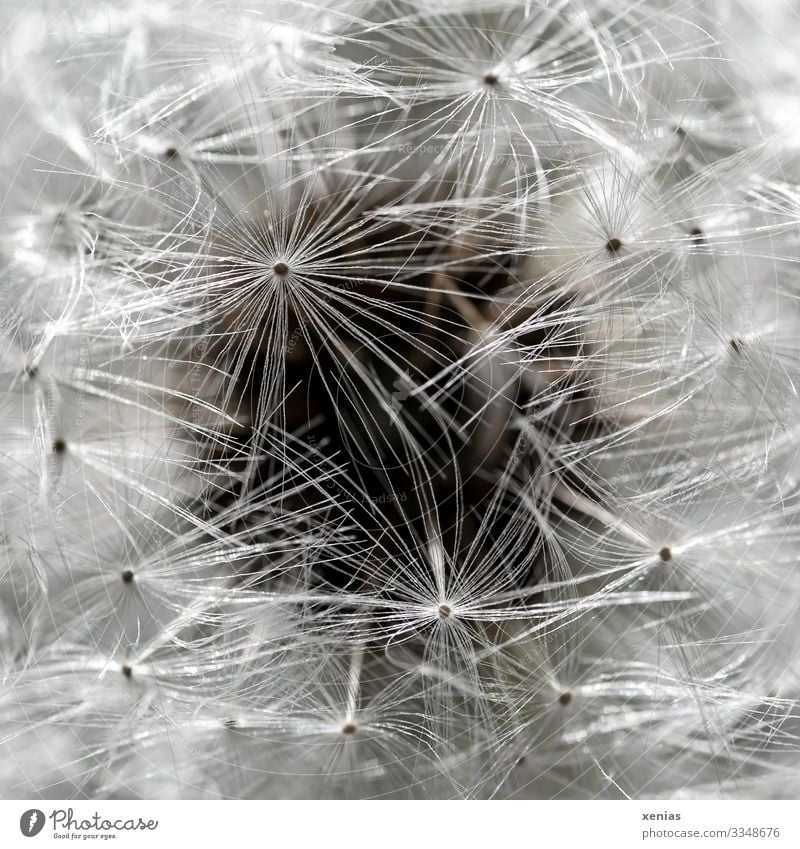 Macro shot of a dandelion with dark circle in the background Dandelion Plant Blossom Faded Small Soft Brown White Ease Mature Easy Seed paraglider Pappus