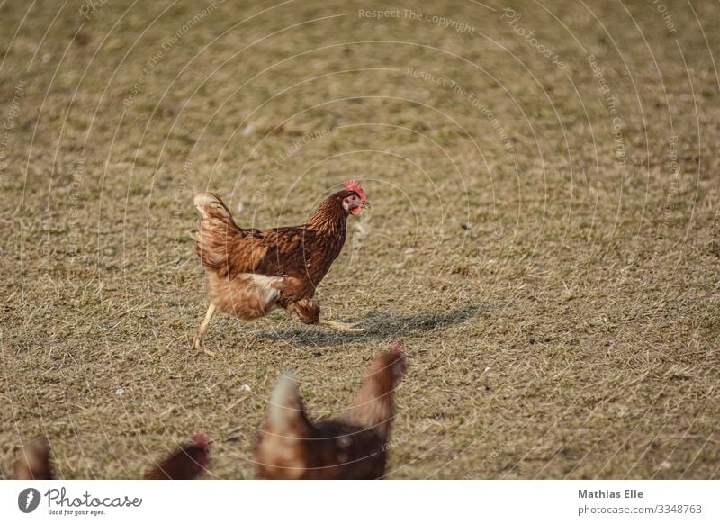 Chicken running on grass Animal Grand piano Claw 1 3 Group of animals Running Brown Yellow Gold Barn fowl Poultry farm Farm Battery farm Free-range rearing