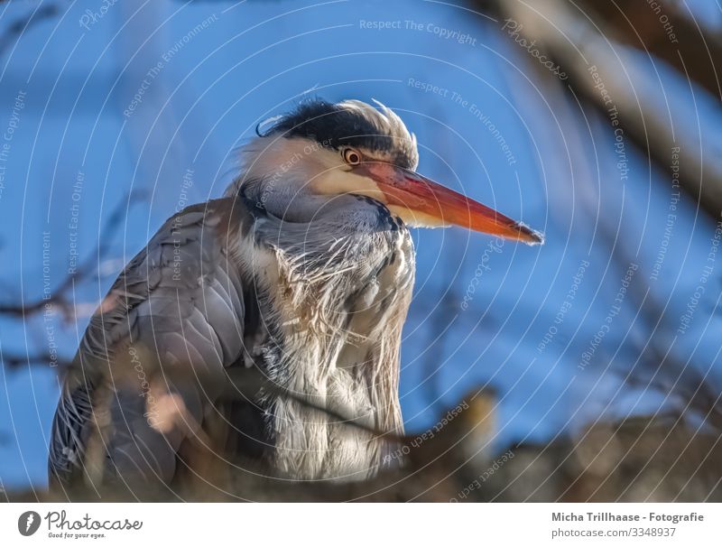 Grey Heron in Tree Nature Animal Sky Sunlight Beautiful weather Twigs and branches Wild animal Bird Animal face Wing Grey heron Beak Head Eyes Feather Plumed 1