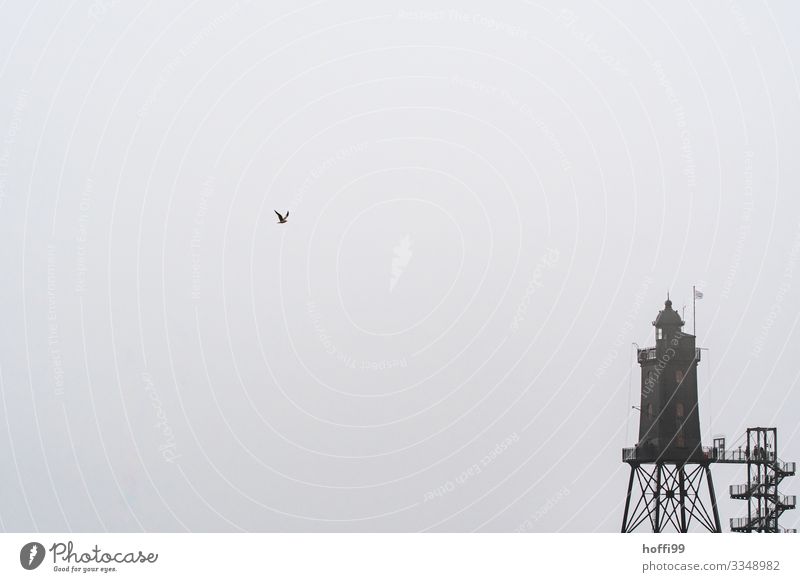 seagull approaching Autumn Winter Bad weather Fog Coast North Sea Manmade structures Lighthouse Stairs Facade Roof Seagull Cold Wet Gloomy Gray Longing