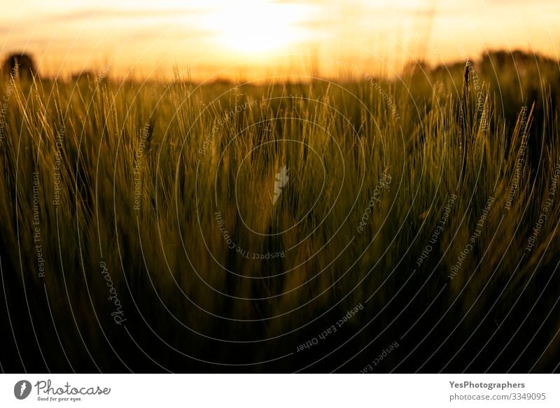 Grainfields close-up at golden hour. Wheat in light Summer Nature Landscape Plant Agricultural crop Growth Natural agricultural fields agriculture Cereal Crops
