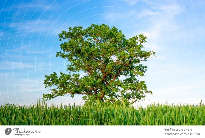 Single oak tree between agricultural fields under a blue sky Summer Environment Nature Landscape Beautiful weather Tree Agricultural crop Meadow Field