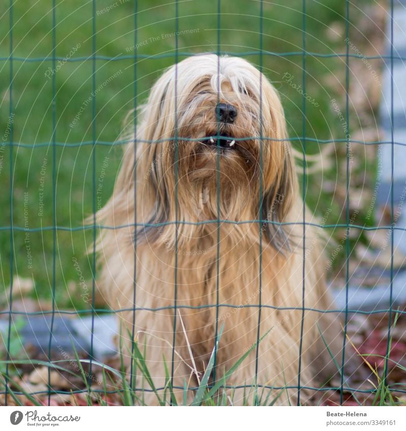 Dog's life: Captivity Loser Nature Meadow Blonde Long-haired Animal Animal face Breathe Observe Think Looking Dream Sadness Wait Dark Anger Protection