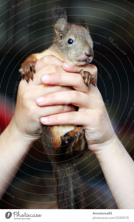squirrel in hand Hand 1 Human being Environment Nature Animal Squirrel Healthy Cuddly Small Illness Wild Soft Brown Red in the hand Colour photo