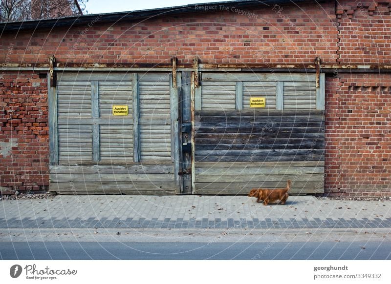 In front of an old brick garage or workshop with two light green-blue hanging gates, a small brown dog walks along. Garage Street Workshop Hall Storage Dog Pet