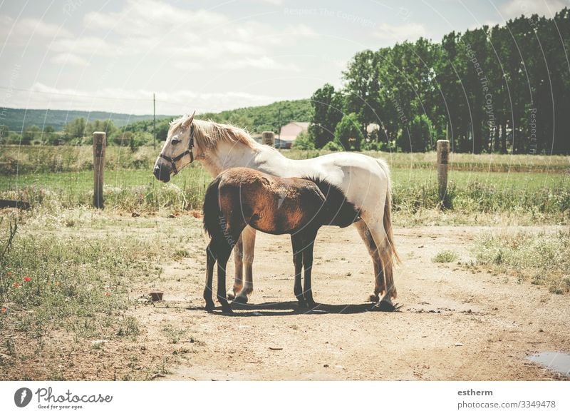 Two horses free in the field,Mare breastfeeding her breeding Eating Freedom Nature Landscape Animal Grass Meadow Field Farm animal Horse 2 Baby animal