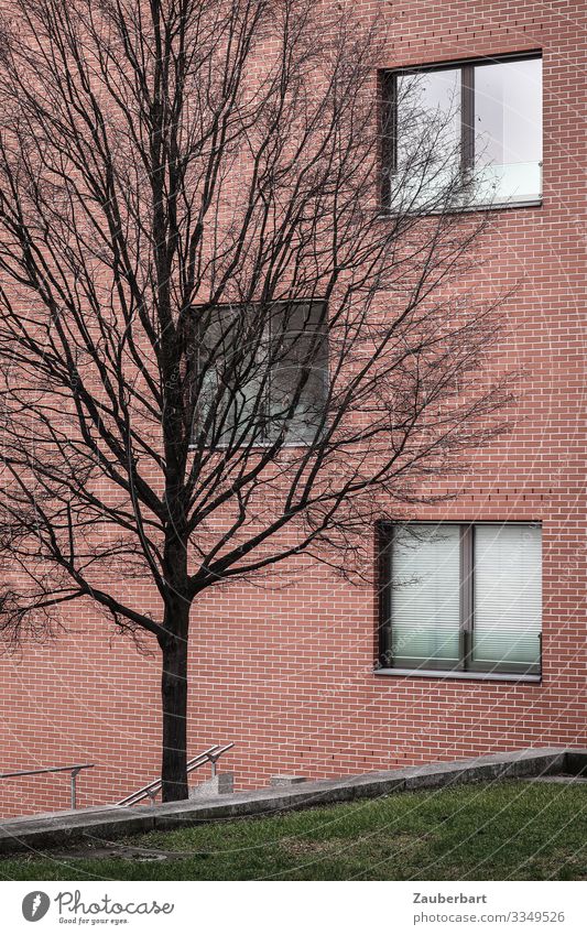 Facade, tree and greenery Tree Grass Lawn Berlin House (Residential Structure) Manmade structures Building Wall (barrier) Wall (building) Window Stand Cold
