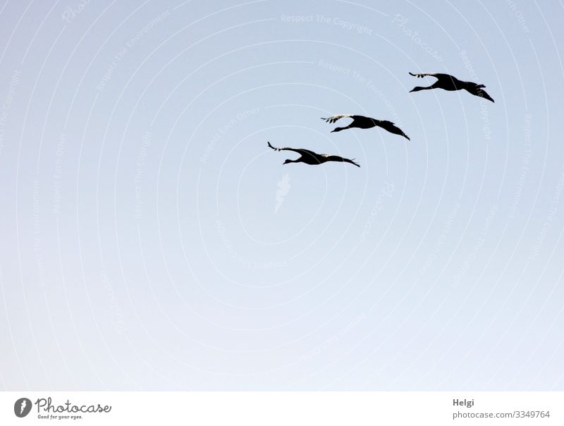three cranes flying in formation against the light in front of a blue sky Environment Nature Animal Cloudless sky Autumn Beautiful weather Wild animal Bird