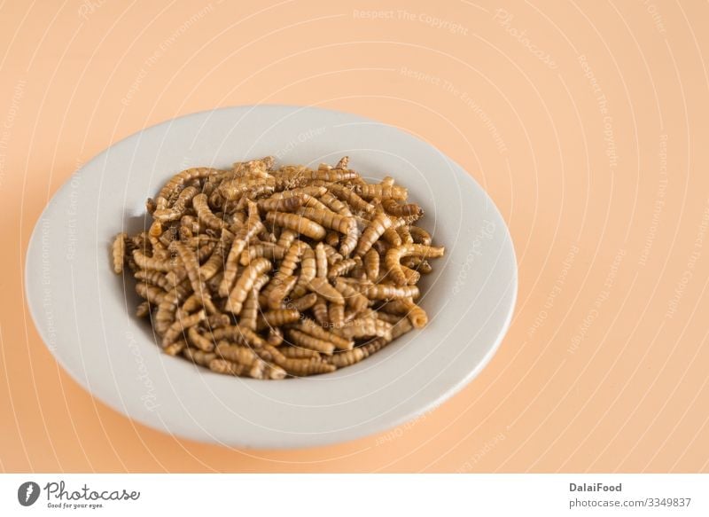 Endible worm plate in grown background Food Plate Worm Edible Frying Insect Larva Protein Colour photo
