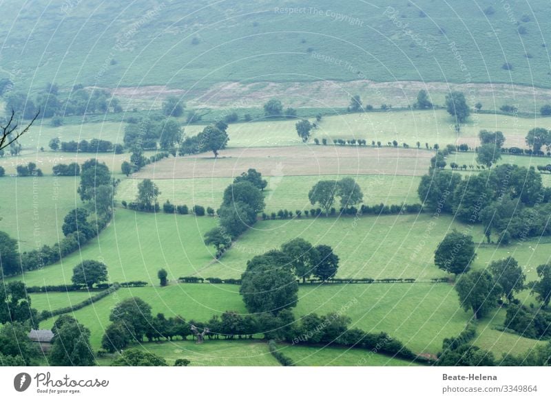 Trees 4 trees Green Landscape Groves Exterior shot Nature Meadow Wales