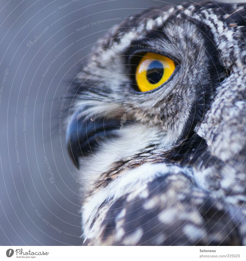 sharp observation Environment Nature Animal Wild animal Bird Animal face Owl birds Owl eyes Eagle owl Beak Feather Plumed 1 Observe Near Natural Soft Close-up