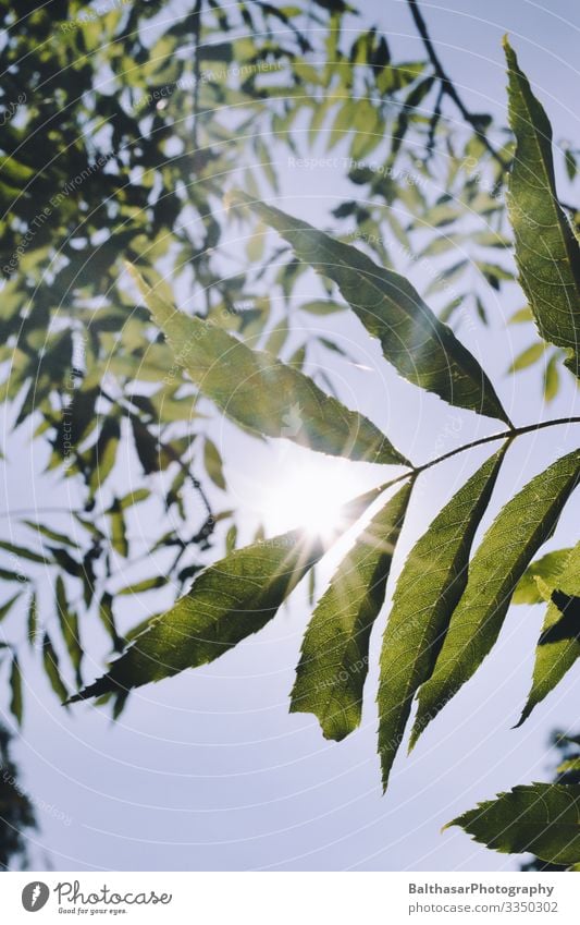 Chestnut (leaves in the sun) Summer Environment Nature Plant Sky Cloudless sky Sun Sunlight Fresh Green Weather Beautiful weather Tree Agricultural crop Garden