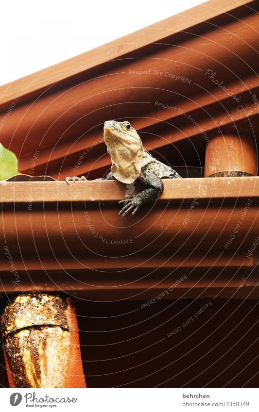 occupied | here I live! Cool Cool (slang) Detail Colour photo Funny Interesting Claw Flake Reptiles Cute Iguana lizard Gecko Roof Eaves especially Costa Rica