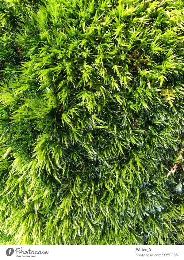 Moss forest floor close up Environment Nature Plant Earth Forest Authentic Fresh Wet Natural Soft Green Design Climate Pure Environmental protection