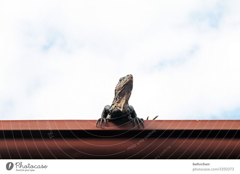 lazy crazy sunday Cool Cool (slang) Detail Colour photo Funny Interesting Claw Flake Reptiles Cute Iguana lizard Gecko Roof Eaves especially Costa Rica Tourism
