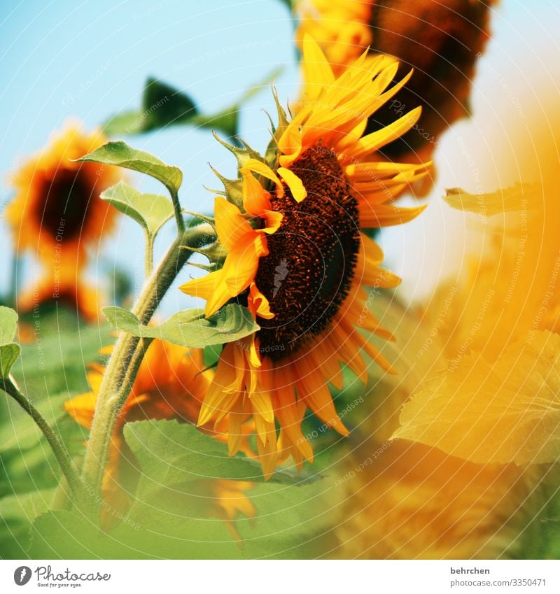 let the sun into your heart  sunflowers - a Royalty Free Stock