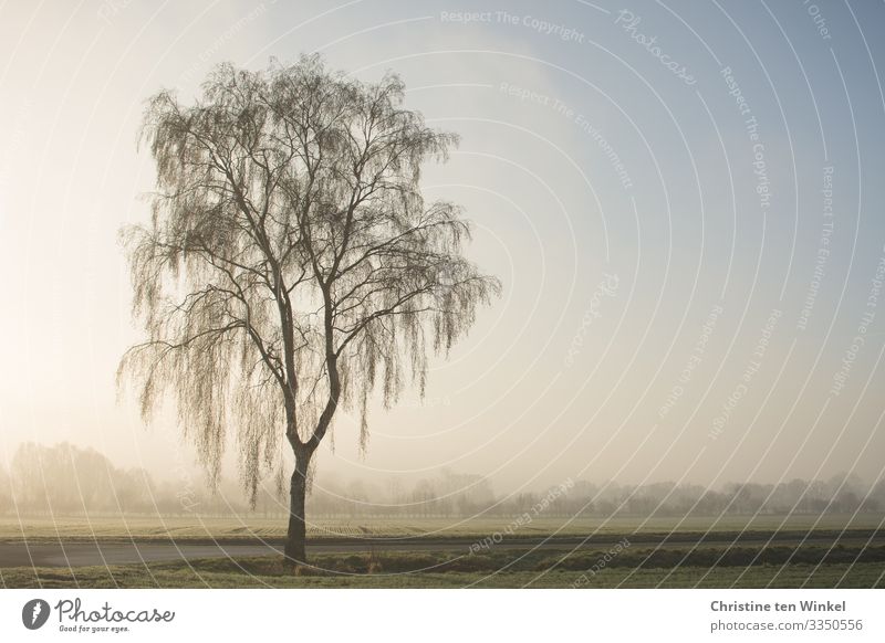 Birch in the morning mist Environment Nature Landscape Sky Sunlight Winter Fog Plant Tree Birch tree Field Forest Esthetic Authentic Friendliness Bright Cold