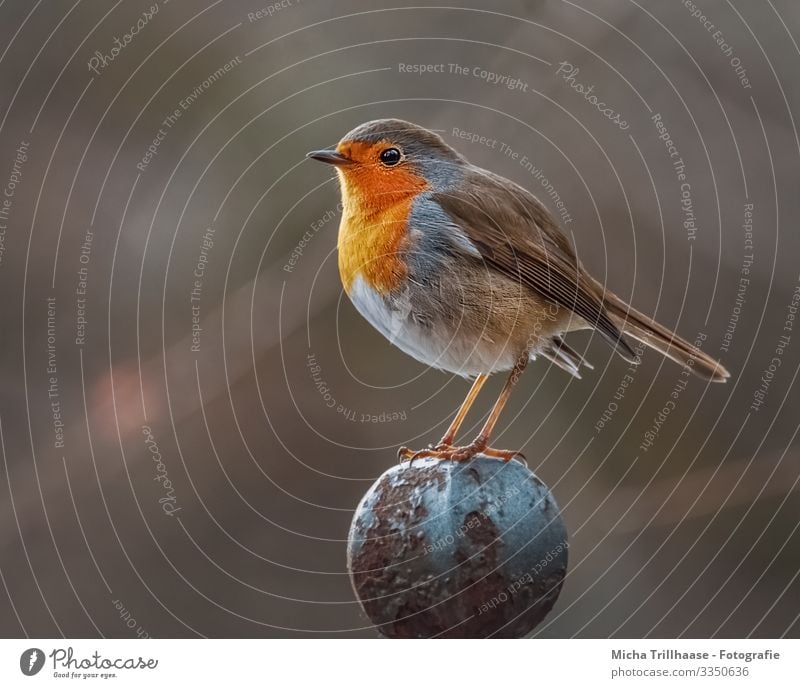 Robin on the fence post Nature Animal Sun Sunlight Beautiful weather Wild animal Bird Animal face Wing Claw Robin redbreast Head Beak Eyes Feather Plumed Legs 1