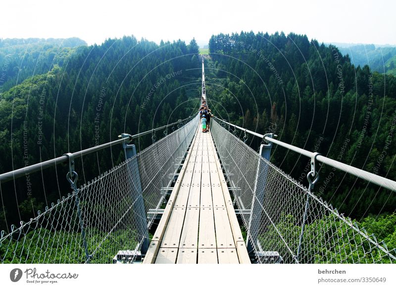 Long is the way and arduous... Suspension bridge vulture layer Landscape Nature Forest Adventure Dangerous Fear of heights wide Fantastic Germany trees Height