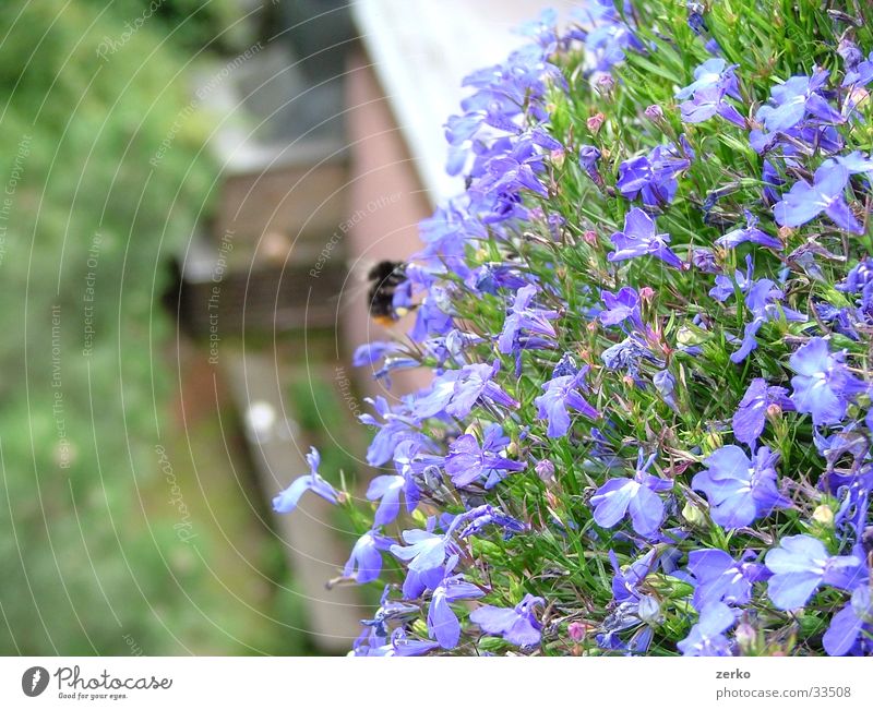 bee feeding Bee Bumble bee Flower Balcony Barbecue (apparatus) Violet Depth of field backyard Bench Blue Focal point