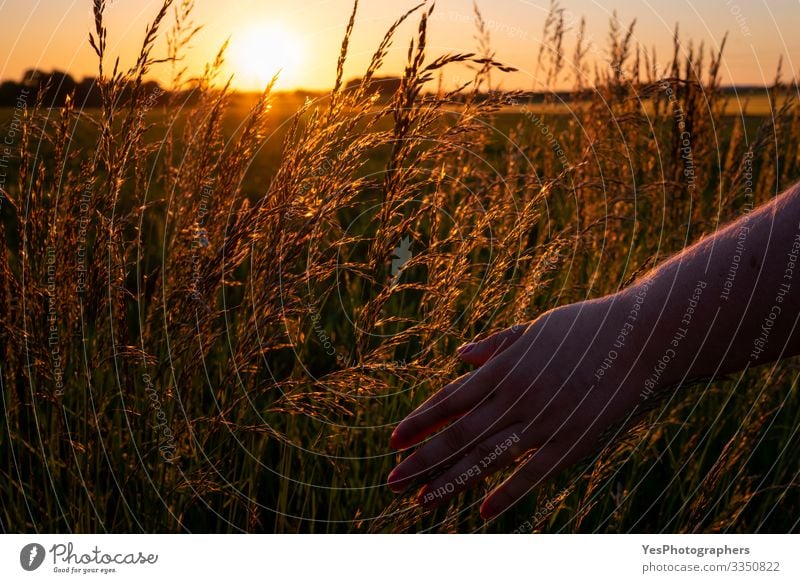 Woman hand touching tall grass at sunset, golden hour Well-being Relaxation Calm Summer Human being Feminine Hand Environment Nature Landscape Grass Touch Soft