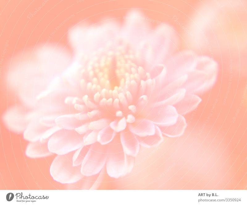Flower in pastel Nature Plant Dahlia Garden Blossoming Dream Faded Growth Violet Pink White Colour photo Subdued colour Exterior shot Interior shot Close-up